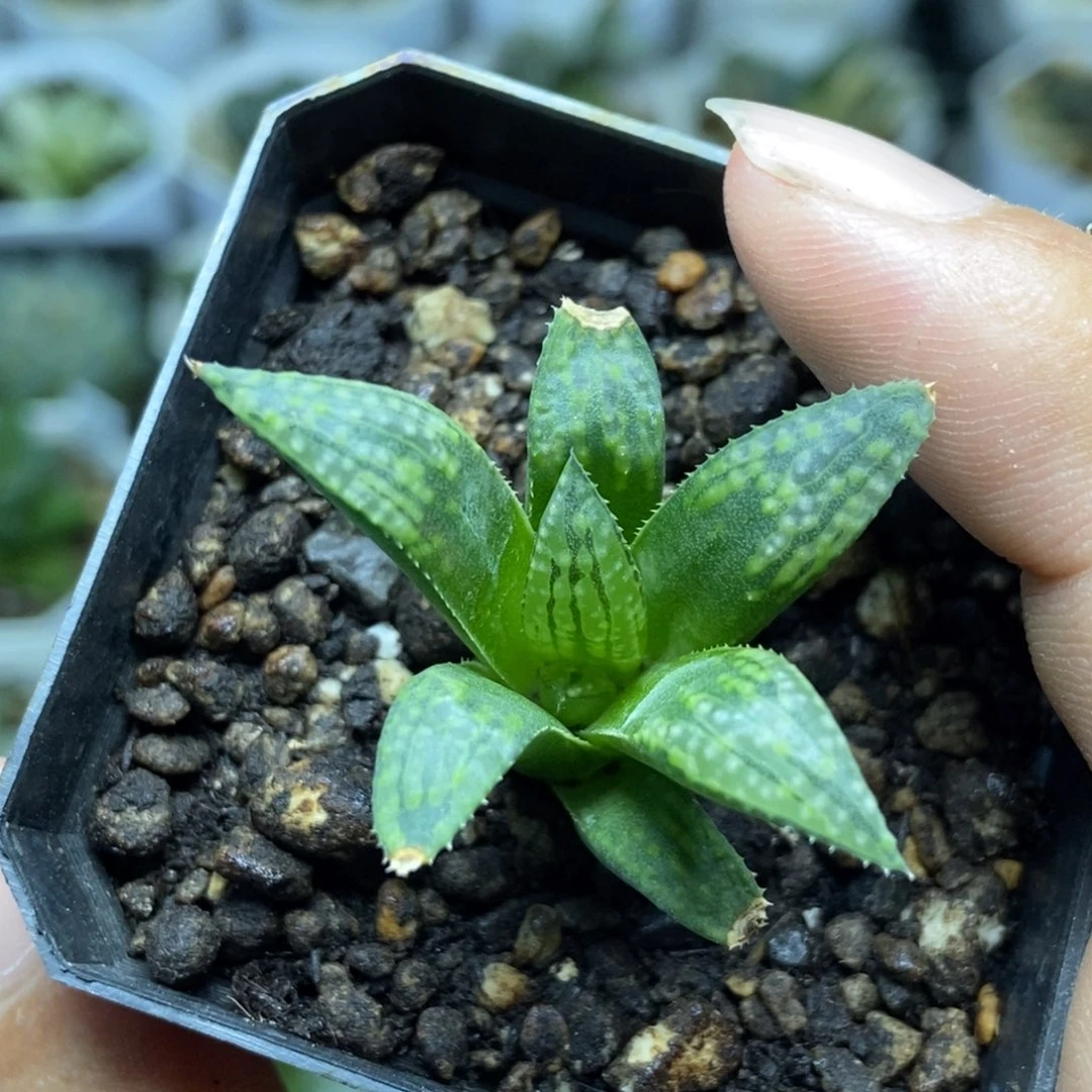 隆巴德系一物一拍