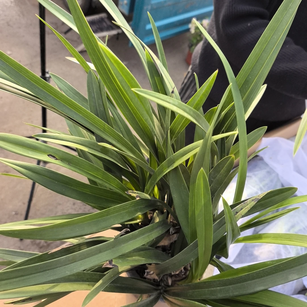 白玉香兰盆栽带花盆底座送肥料好养花卉适合客厅阳台