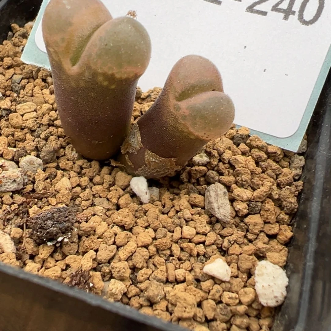 22-240肉锥多肉植物