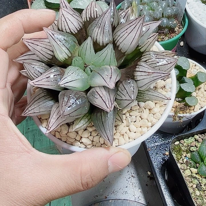 母本西瓜瑕疵处理