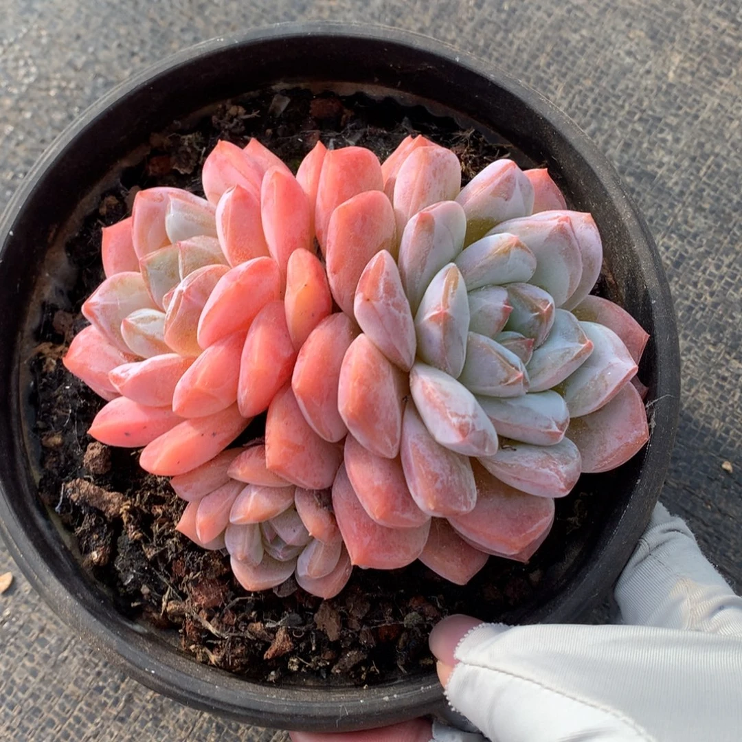 双头 粉糖公主 一颗