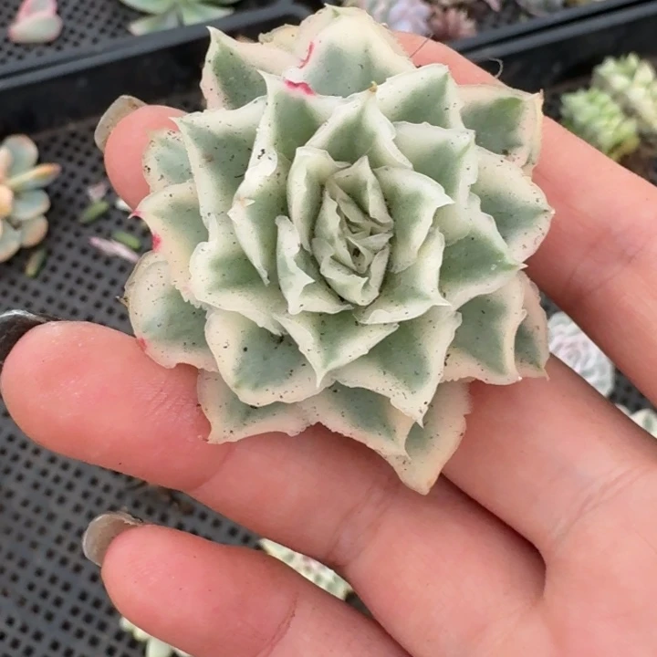 紫蝴蝶锦一物一拍