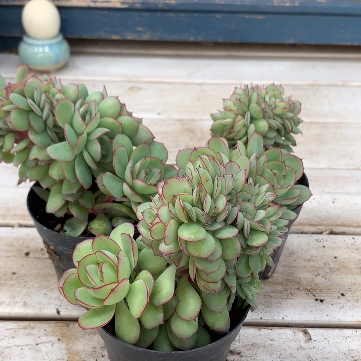 牡丹亭缀化脱土发货