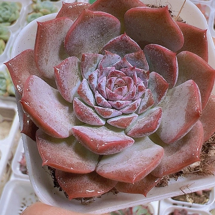 恩宠19包邮多肉植物