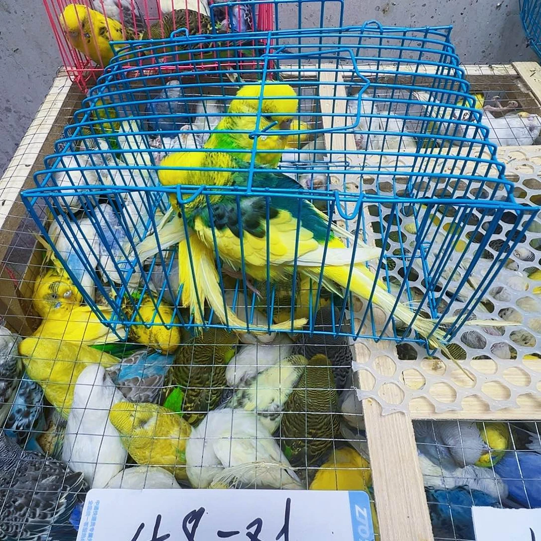 冰***哥虎皮鹦鹉特色两只包活到家