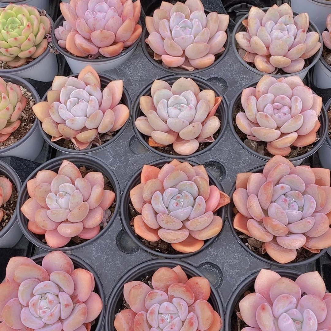 19-24粉兔大单头一颗量拍