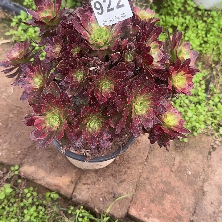 922。