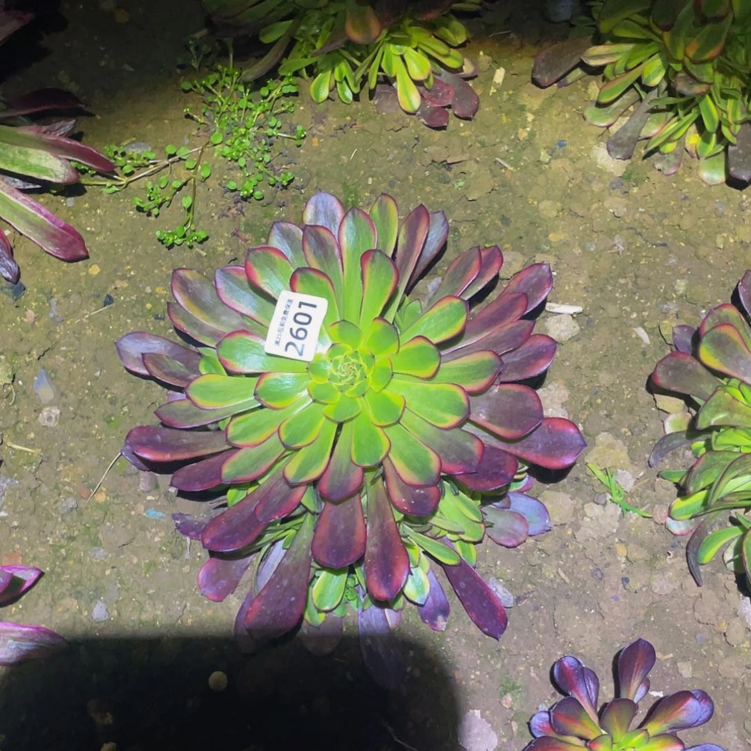 2601祝融多肉植物