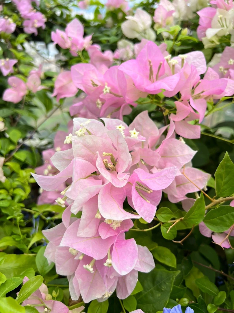 【广红缨】三角梅四季开花勤花品种盆栽地栽室内外庭院爬藤绿植物