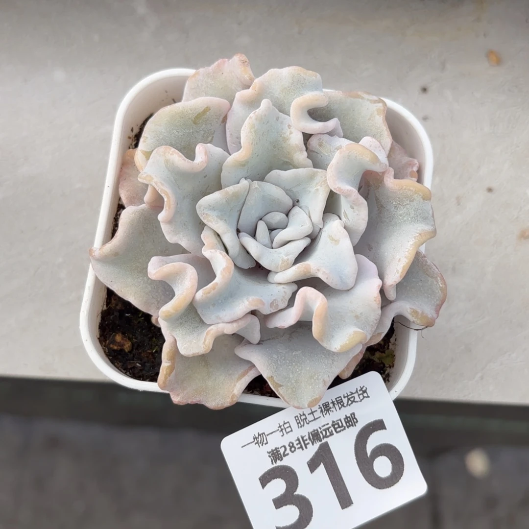 芭蕾舞者单头无盆土发货