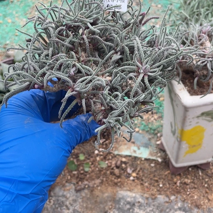 977号天赐多肉植物老庄