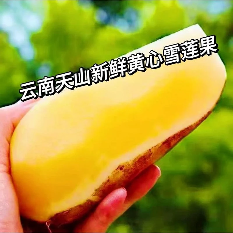（十斤装）云南天山新鲜现挖黄心雪莲果清甜脆爽多汁应季水果