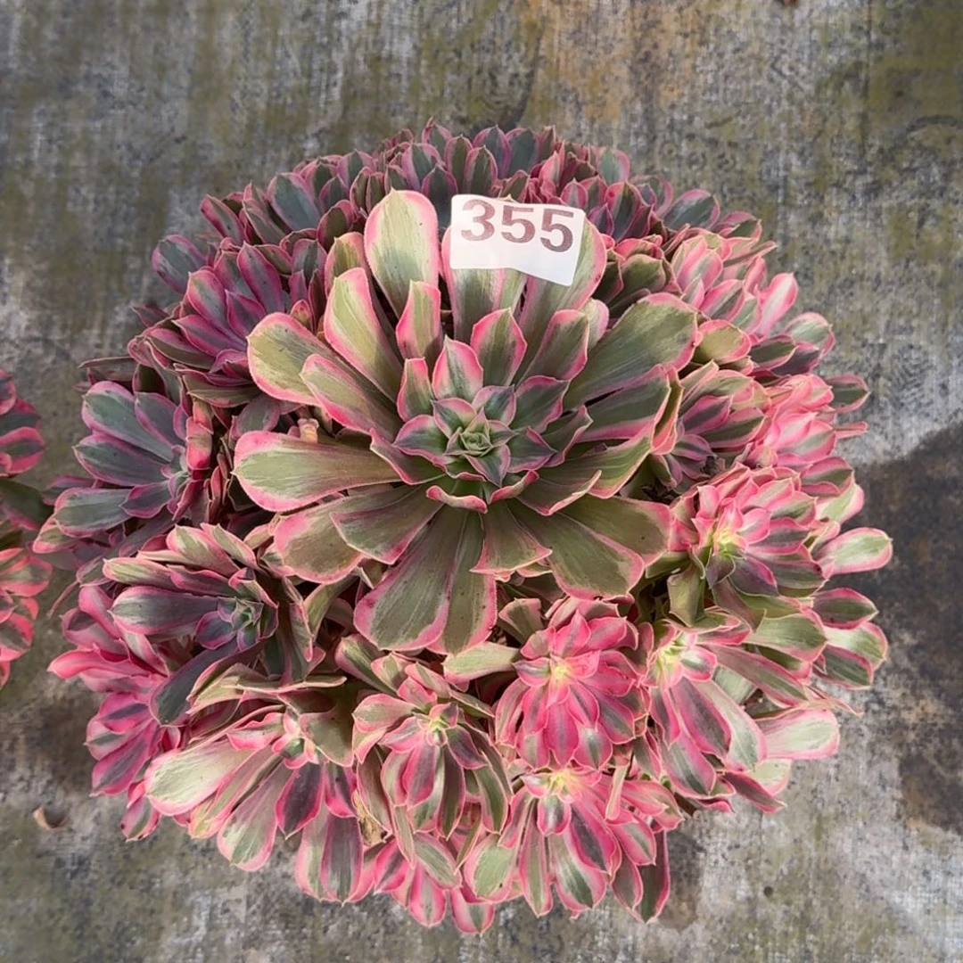 简****3男神法师多肉植物