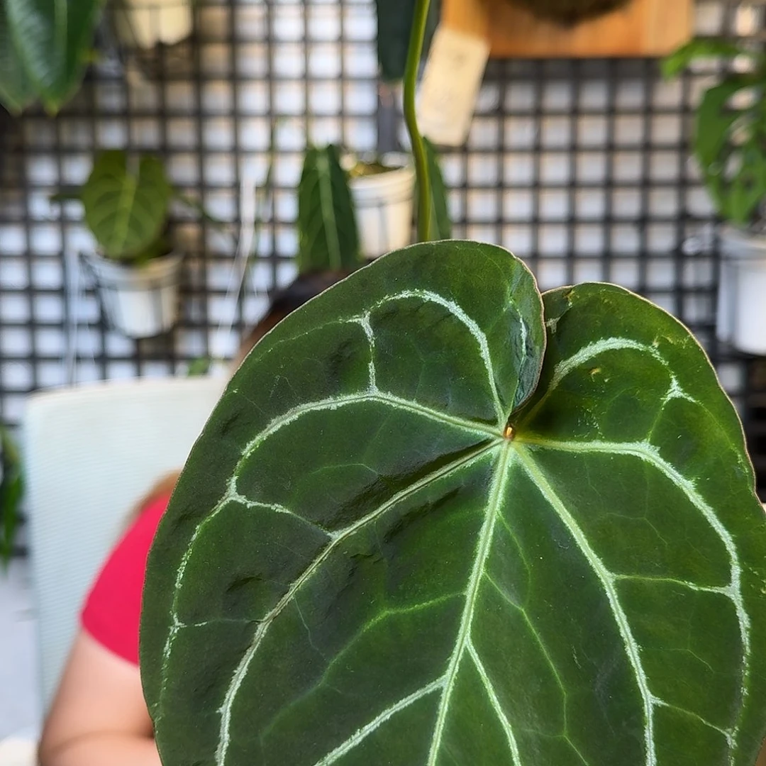 无花朵我****）一物一拍F91