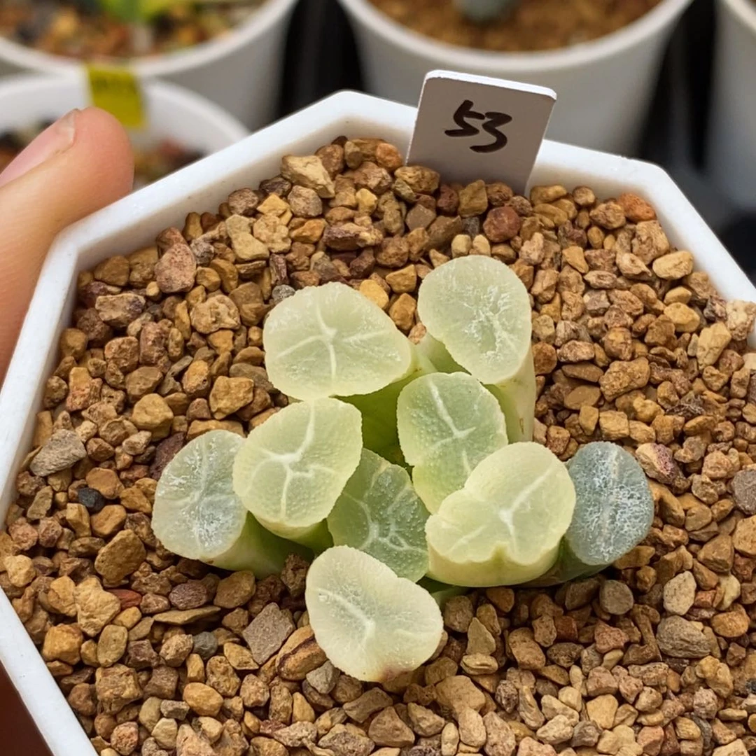 53糊斑万象多肉植物