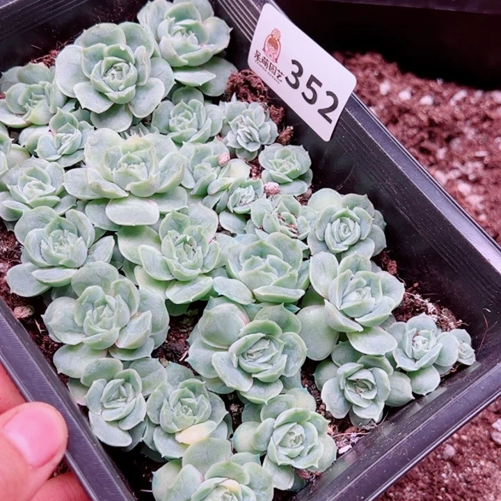*****多肉植物多肉植物