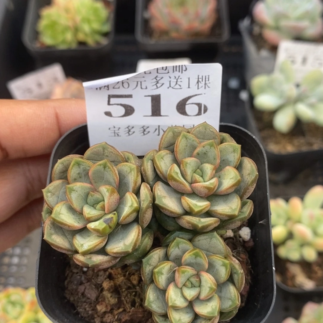 三头葡萄群一物一拍满20包邮满26送一颗多肉