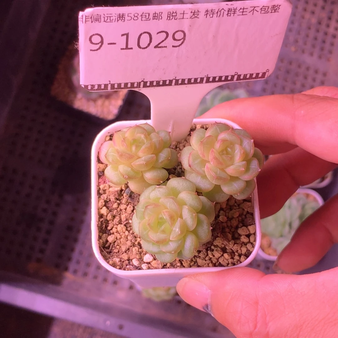 编号珍妮优选58包邮