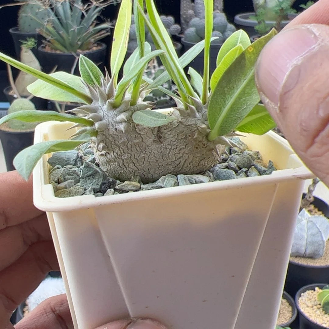 惠比大黑一物一拍