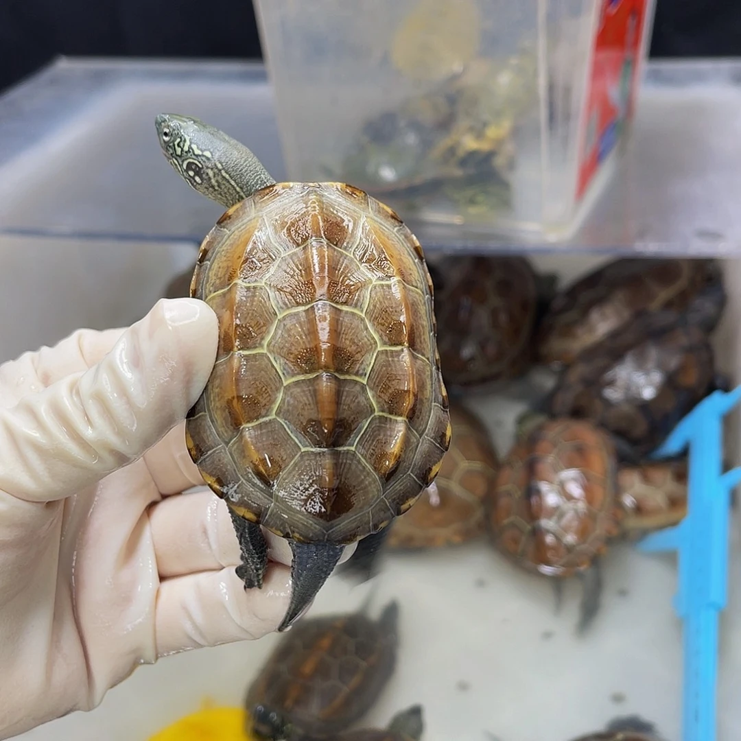 锦***瑟公母搭配中华草龟