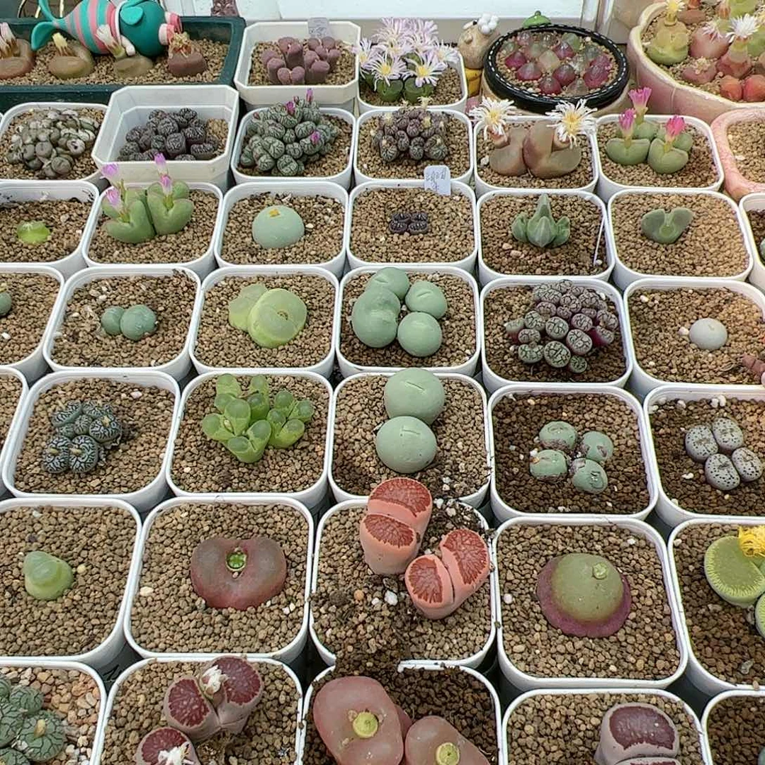 【闪购商品】水*冻小嘟嘴鸽子蛋*5