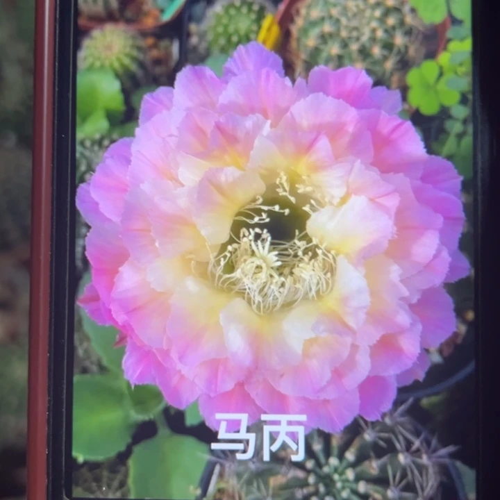 马丙加强侧芽4公分左右