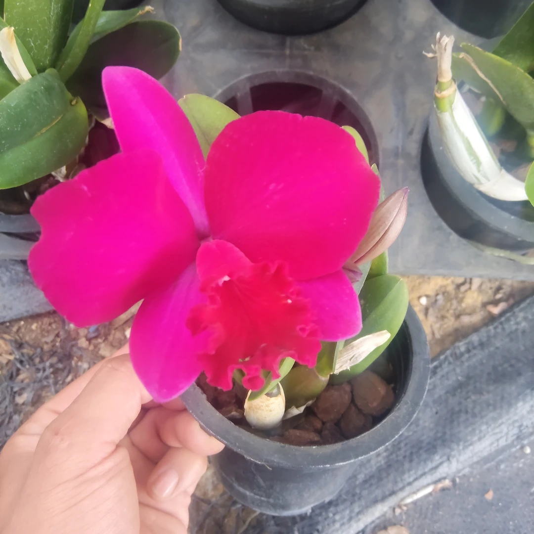 卡特兰  红苹果  花漂亮
