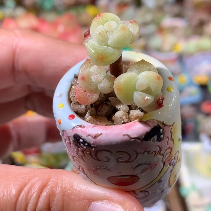 11号  3年桩冰透糖心冰玉补带盆