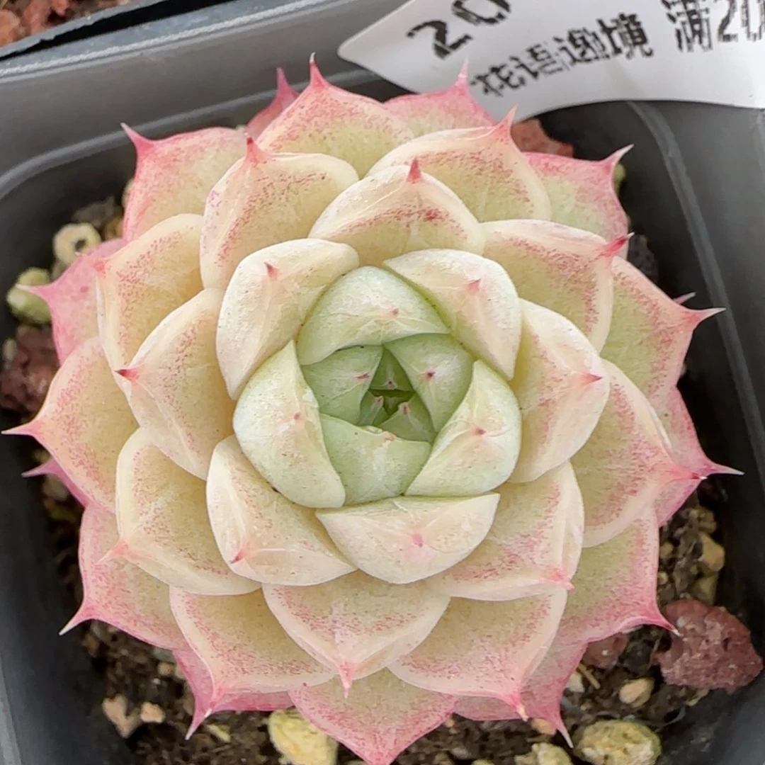 花语逸镜0129-207