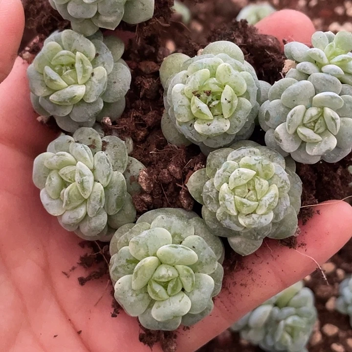 溺***毛OTO多肉切糕优选dy2175