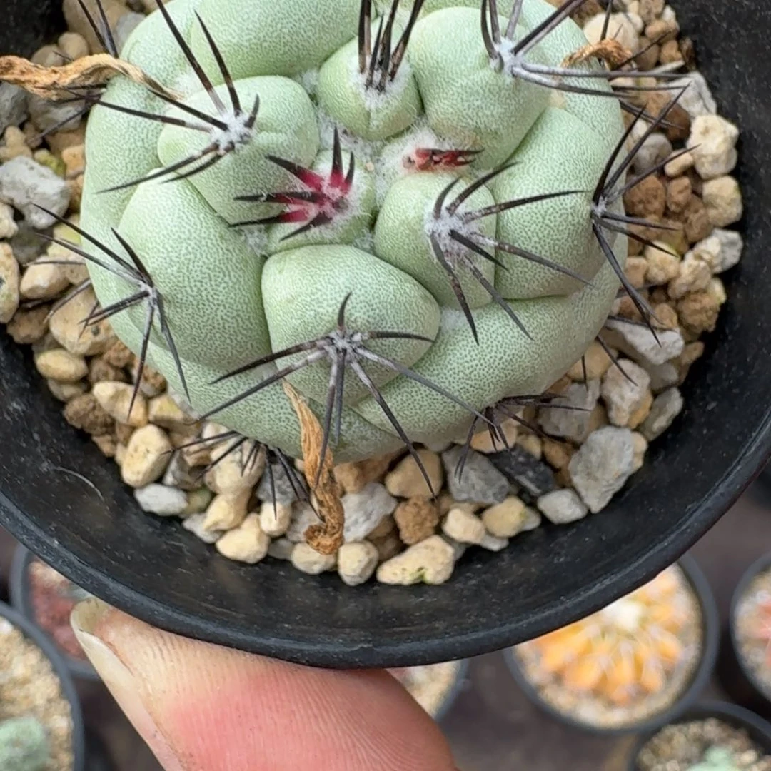 小*仙人球一物一拍蒂王