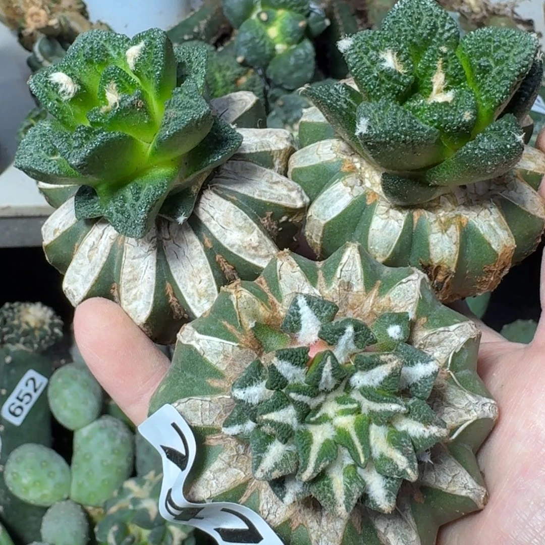 【闪购商品】无花朵福利三颗牡丹747