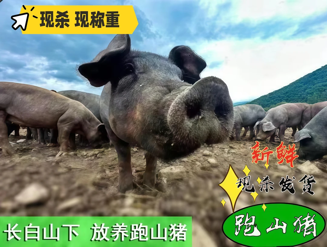 蓬蓬嘉道（1）东北跑山猪 猪肉粮食喂养肉质紧实肥瘦天然营养口感香