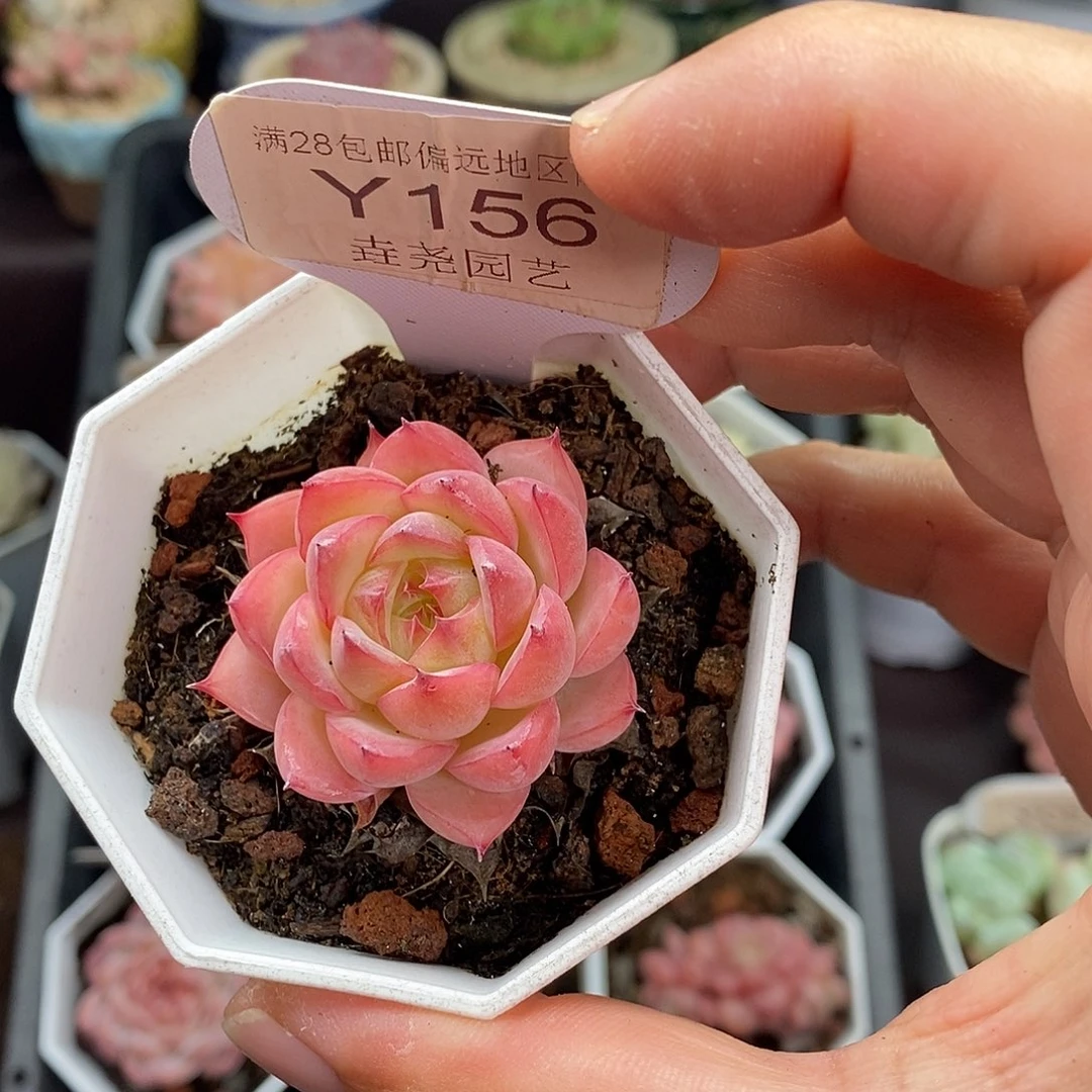0156 粉水晶 4cm