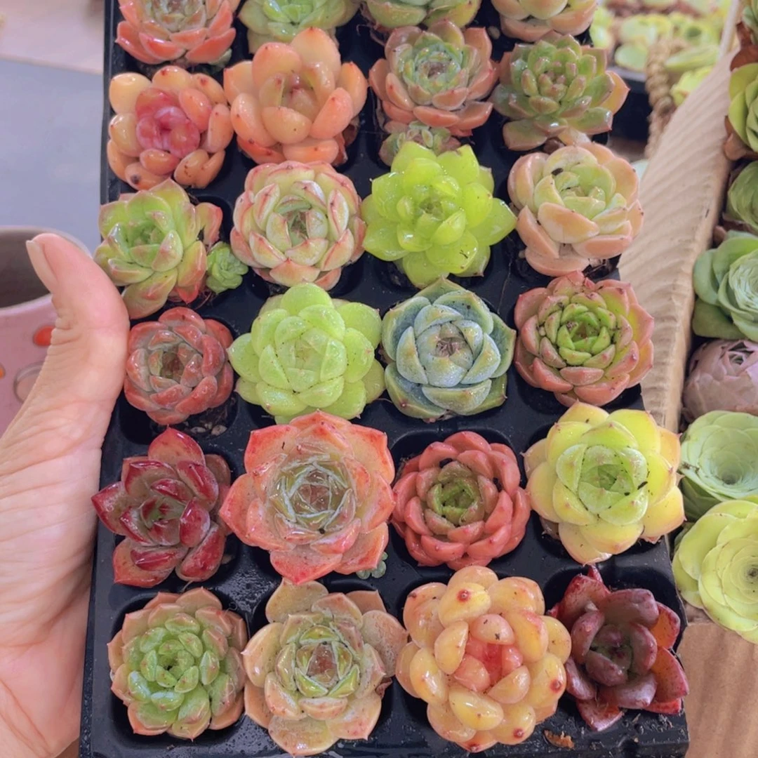 精品多肉植物混装保底28颗带穴盘