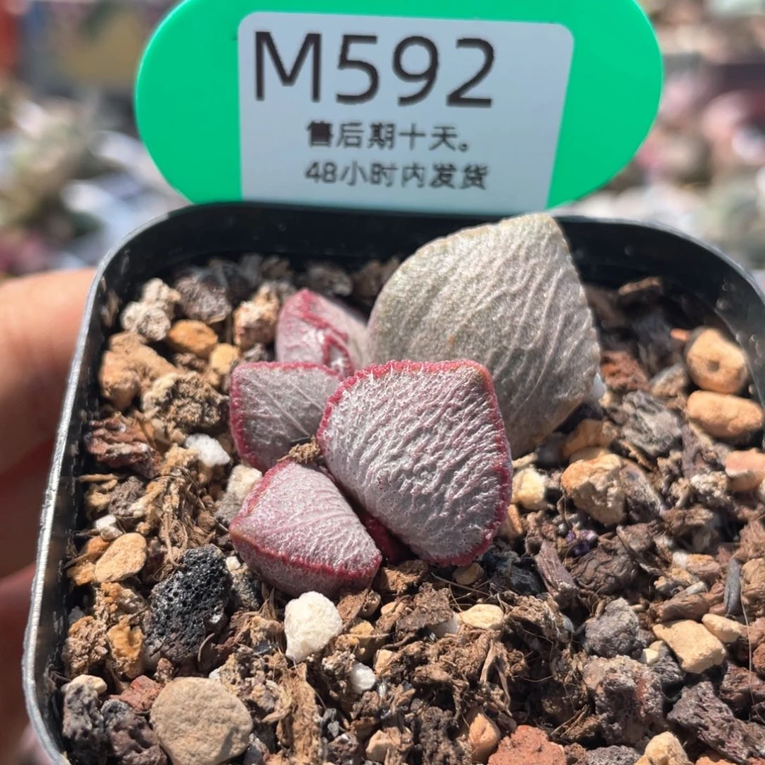 圣姬。  592。