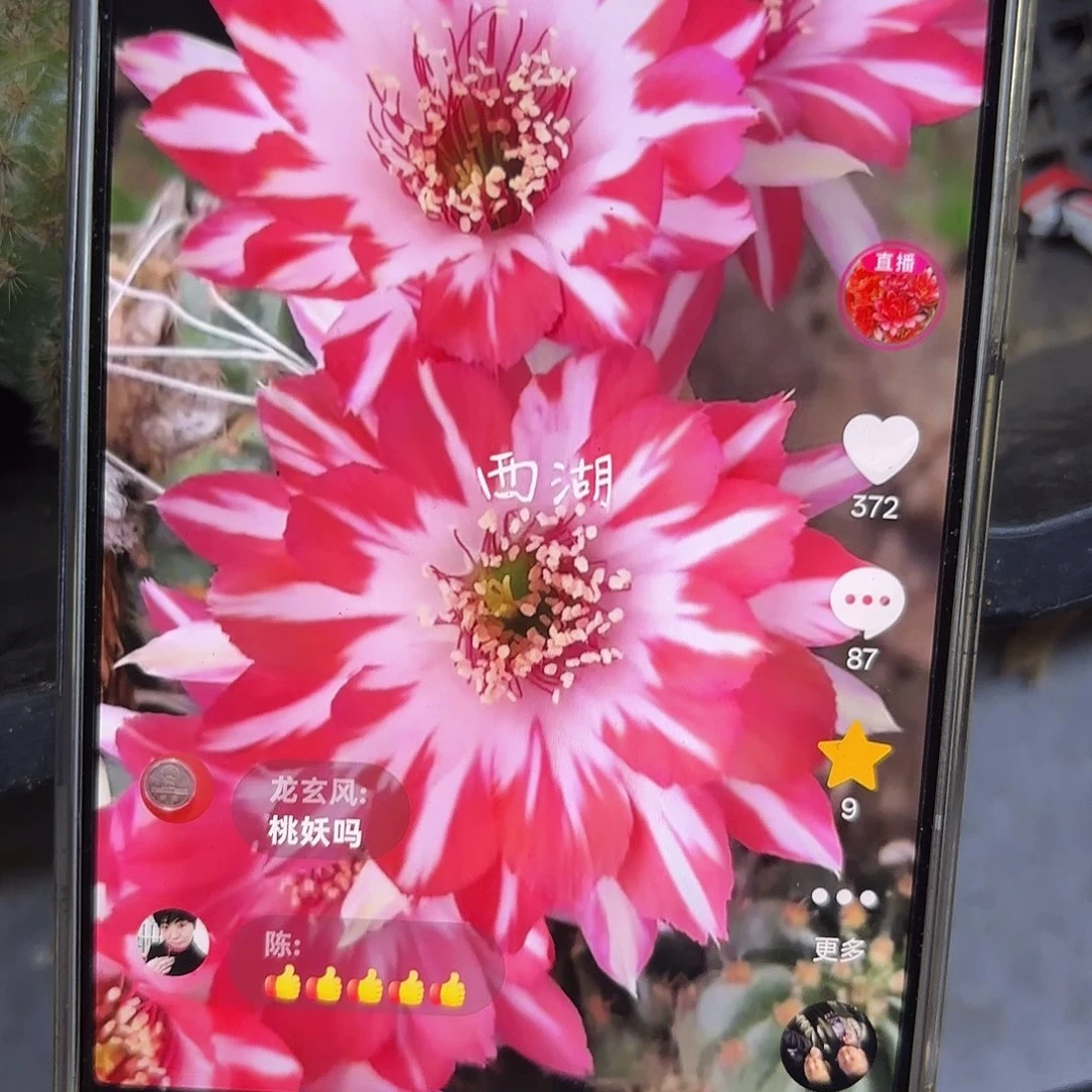 蝉衣丽花4 公分侧牙20包邮13
