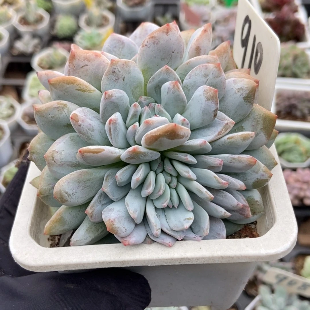 9 10石榴籽多肉植物