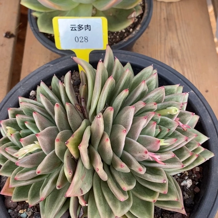 吉***草凸起028号直播福利