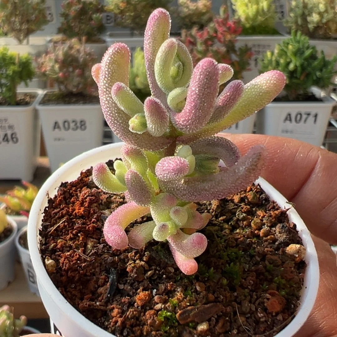 21-061枝干番杏多肉紫闪光五圆盆