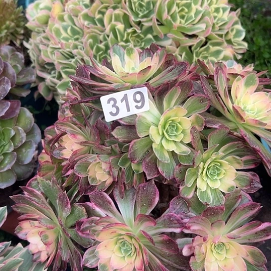 小***钰多肉植物一个万花筒319