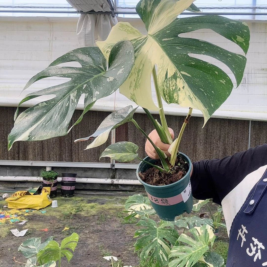 完全开放泰*勒洒金11111