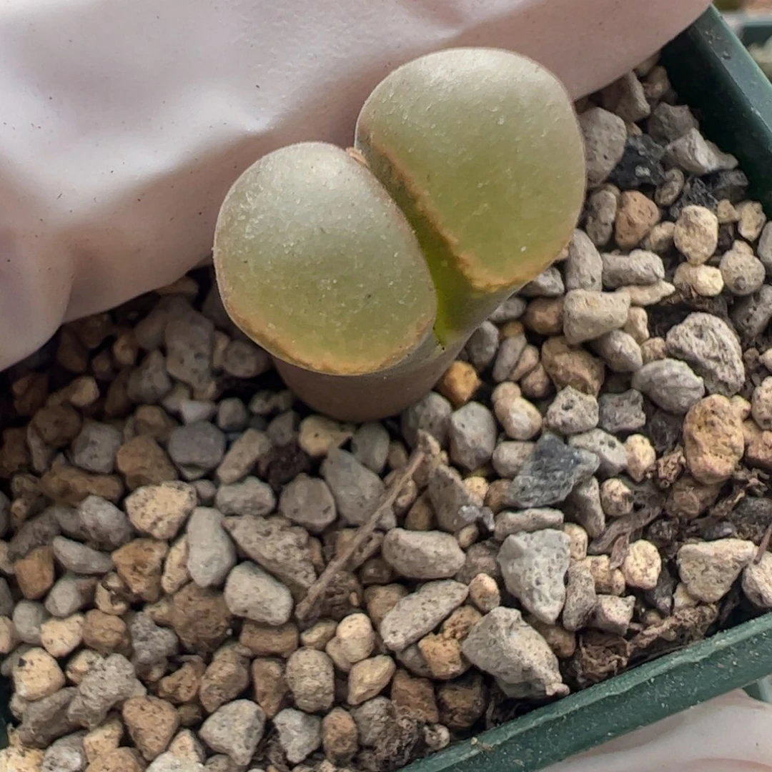 668好看的多肉冲冲冲