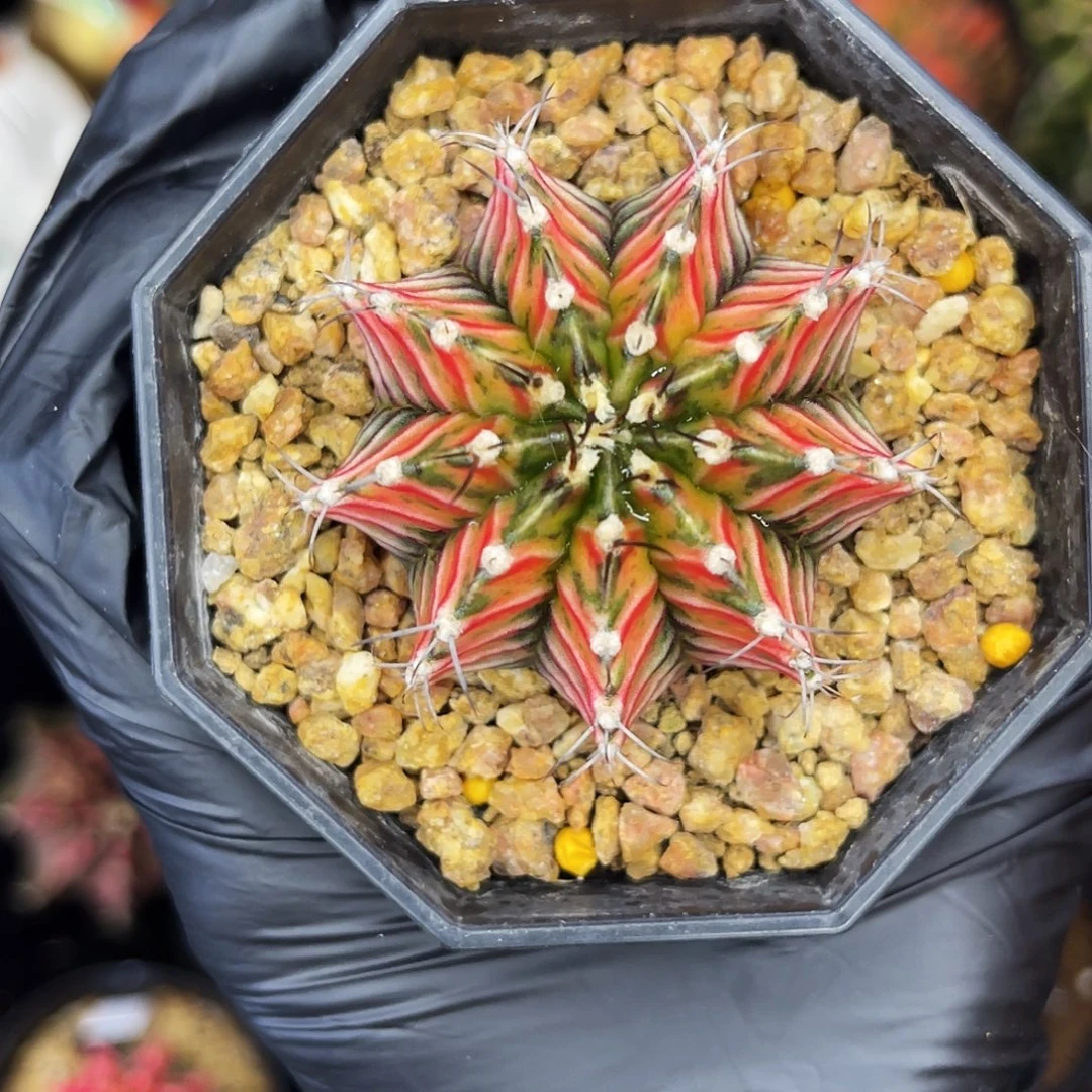 密纹肋骨 一物一拍