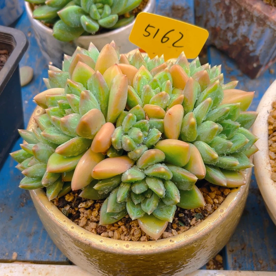 一***寻美人杂5162号一物一拍