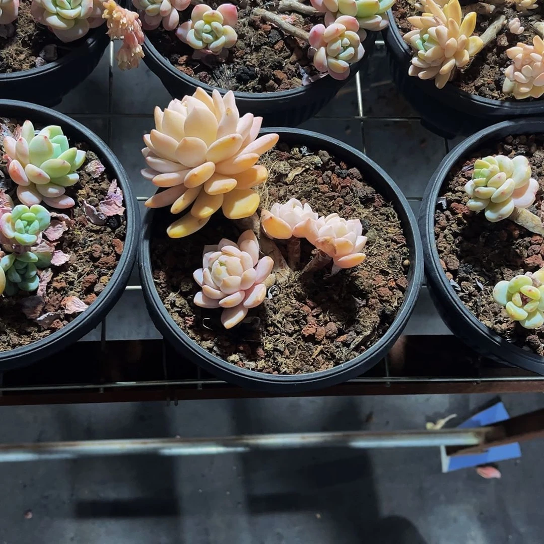 慧*定向冷香多肉一物一拍