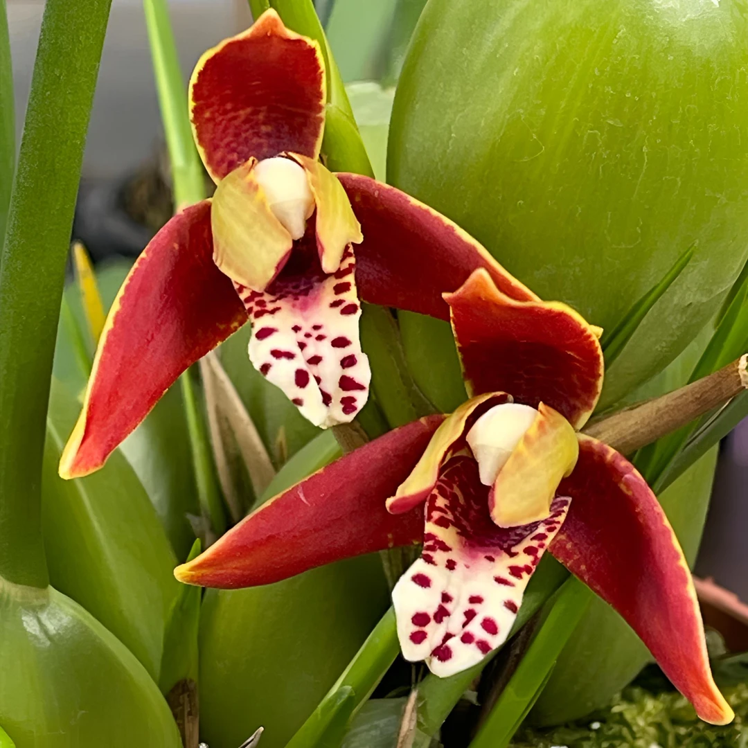 咖啡兰   咖啡奶油香味  盆栽兰花 开花太香 好养复花勤 多年开花