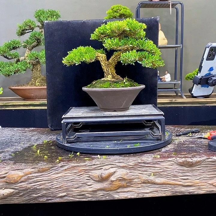 无花朵黄杨盆景四季常青