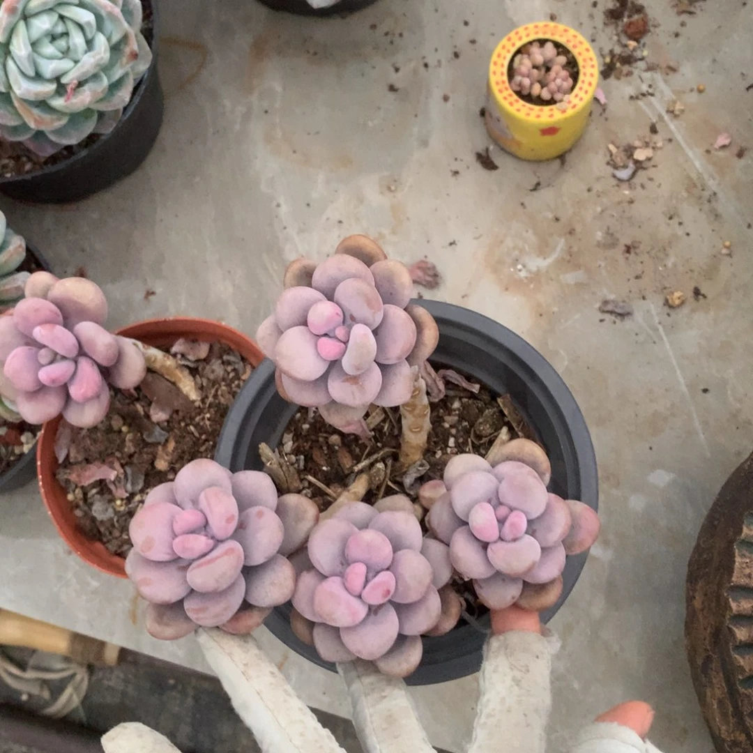 圆叶桃蛋一物一拍