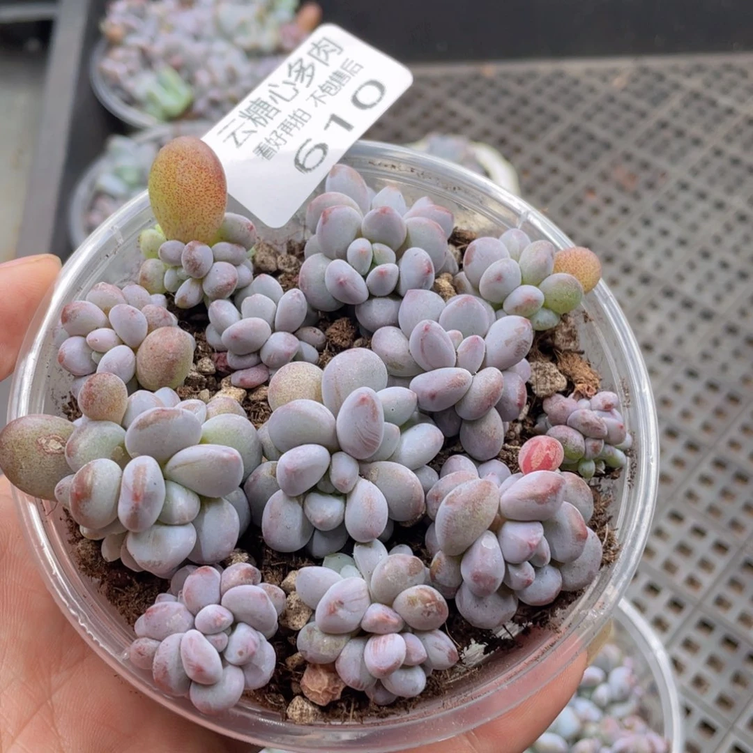 云糖心多肉植物610